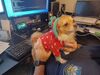 Filename=20250214_001.jpg
Filesize=3146KiB
Dimensions=2048x1536
Date added=Jul 09, 2025 20250214_001.jpg