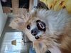 Filename=20250314_002.jpg
Filesize=3503KiB
Dimensions=2048x1536
Date added=Jul 09, 2025 20250314_002.jpg