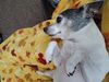 Filename=20250314_004.jpg
Filesize=3552KiB
Dimensions=2048x1536
Date added=Jul 09, 2025 20250314_004.jpg