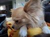 Filename=20250314_006.jpg
Filesize=3621KiB
Dimensions=2048x1536
Date added=Jul 09, 2025 20250314_006.jpg