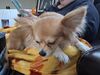Filename=20250314_008.jpg
Filesize=3768KiB
Dimensions=2048x1536
Date added=Jul 09, 2025 20250314_008.jpg