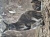 Filename=20250328_030.jpg
Filesize=4412KiB
Dimensions=2048x1536
Date added=Jul 09, 2025 20250328_030.jpg