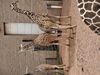 Filename=20250328_049.jpg
Filesize=5672KiB
Dimensions=2048x1536
Date added=Jul 09, 2025 20250328_049.jpg