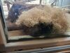 Filename=20250328_059.jpg
Filesize=3824KiB
Dimensions=2048x1536
Date added=Jul 09, 2025 20250328_059.jpg