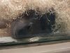 Filename=20250328_060.jpg
Filesize=3632KiB
Dimensions=2048x1536
Date added=Jul 09, 2025 20250328_060.jpg