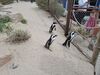 Filename=20250328_068.jpg
Filesize=5865KiB
Dimensions=2048x1536
Date added=Jul 09, 2025 20250328_068.jpg