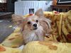 Filename=20250330_003.jpg
Filesize=3809KiB
Dimensions=2048x1536
Date added=Jul 09, 2025 20250330_003.jpg