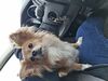 Filename=20250331_001.jpg
Filesize=3644KiB
Dimensions=2048x1536
Date added=Jul 09, 2025 20250331_001.jpg