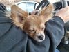 Filename=20250402_006.jpg
Filesize=4590KiB
Dimensions=2048x1536
Date added=Jul 10, 2025 20250402_006.jpg