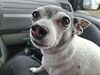 Filename=20250402_007.jpg
Filesize=3737KiB
Dimensions=2048x1536
Date added=Jul 10, 2025 20250402_007.jpg