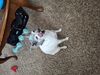 Filename=20250407_002.jpg
Filesize=4439KiB
Dimensions=2048x1536
Date added=Jul 10, 2025 20250407_002.jpg