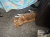 Filename=20250419_001.jpg
Filesize=4287KiB
Dimensions=2048x1536
Date added=Jul 10, 2025 20250419_001.jpg