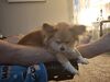 Filename=20250419_003.jpg
Filesize=3160KiB
Dimensions=2048x1536
Date added=Jul 10, 2025 20250419_003.jpg