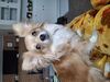 Filename=20250430_002.jpg
Filesize=4001KiB
Dimensions=2048x1536
Date added=Jul 10, 2025 20250430_002.jpg