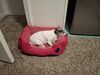 Filename=20250507_001.jpg
Filesize=4305KiB
Dimensions=2048x1536
Date added=Jul 10, 2025 20250507_001.jpg