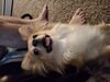 Filename=20250509_001.jpg
Filesize=3195KiB
Dimensions=2048x1536
Date added=Jul 10, 2025 20250509_001.jpg