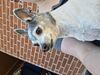 Filename=20250515_001.jpg
Filesize=2448KiB
Dimensions=2048x1536
Date added=Jul 10, 2025 20250515_001.jpg