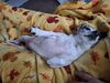 Filename=20250519_007.jpg
Filesize=3953KiB
Dimensions=2048x1536
Date added=Jul 10, 2025 20250519_007.jpg
