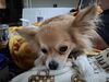 Filename=20250519_009.jpg
Filesize=3534KiB
Dimensions=2048x1536
Date added=Jul 10, 2025 20250519_009.jpg