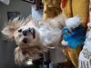 Filename=20250527_001.jpg
Filesize=3474KiB
Dimensions=2048x1536
Date added=Jul 10, 2025 20250527_001.jpg