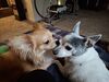 Filename=20250529_004.jpg
Filesize=3458KiB
Dimensions=2048x1536
Date added=Jul 10, 2025 20250529_004.jpg