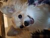 Filename=20250529_007.jpg
Filesize=3256KiB
Dimensions=2048x1536
Date added=Jul 10, 2025 20250529_007.jpg