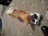 Filename=20250603_005.jpg
Filesize=4313KiB
Dimensions=2048x1536
Date added=Jul 10, 2025 20250603_005.jpg