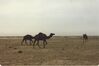 Filename=Gulf_034.jpg
Filesize=449KiB
Dimensions=1022x681
Date added=Sep 27, 2008 Gulf_034.jpg