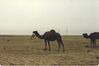 Filename=Gulf_036.jpg
Filesize=449KiB
Dimensions=1022x681
Date added=Sep 27, 2008 Gulf_036.jpg