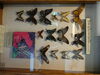 Filename=DSC00212.JPG
Filesize=386KiB
Dimensions=2048x1536
Date added=Jul 01, 2013 DSC00212.JPG