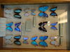 Filename=DSC00222.JPG
Filesize=425KiB
Dimensions=2048x1536
Date added=Jul 01, 2013 DSC00222.JPG