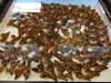 Filename=DSC00227.JPG
Filesize=767KiB
Dimensions=2048x1536
Date added=Jul 01, 2013 DSC00227.JPG