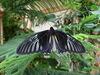 Filename=DSC00231.JPG
Filesize=459KiB
Dimensions=2048x1536
Date added=Jul 01, 2013 DSC00231.JPG
