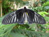 Filename=DSC00232.JPG
Filesize=459KiB
Dimensions=2048x1536
Date added=Jul 01, 2013 DSC00232.JPG