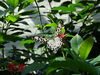 Filename=DSC00235.JPG
Filesize=434KiB
Dimensions=2048x1536
Date added=Jul 01, 2013 DSC00235.JPG
