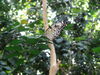 Filename=DSC00239.JPG
Filesize=344KiB
Dimensions=2048x1536
Date added=Jul 01, 2013 DSC00239.JPG