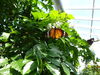 Filename=DSC00240.JPG
Filesize=449KiB
Dimensions=2048x1536
Date added=Jul 01, 2013 DSC00240.JPG
