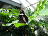Filename=DSC00242.JPG
Filesize=290KiB
Dimensions=2048x1536
Date added=Jul 01, 2013 DSC00242.JPG