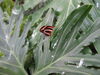 Filename=DSC00243.JPG
Filesize=404KiB
Dimensions=2048x1536
Date added=Jul 01, 2013 DSC00243.JPG