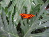 Filename=DSC00244.JPG
Filesize=433KiB
Dimensions=2048x1536
Date added=Jul 01, 2013 DSC00244.JPG