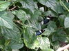 Filename=DSC00252.JPG
Filesize=474KiB
Dimensions=2048x1536
Date added=Jul 01, 2013 DSC00252.JPG