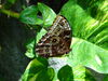 Filename=DSC00259.JPG
Filesize=479KiB
Dimensions=2048x1536
Date added=Jul 01, 2013 DSC00259.JPG
