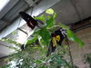 Filename=DSC00260.JPG
Filesize=342KiB
Dimensions=2048x1536
Date added=Jul 01, 2013 DSC00260.JPG