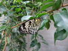 Filename=DSC00264.JPG
Filesize=335KiB
Dimensions=2048x1536
Date added=Jul 01, 2013 DSC00264.JPG