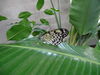 Filename=DSC00265.JPG
Filesize=319KiB
Dimensions=2048x1536
Date added=Jul 01, 2013 DSC00265.JPG