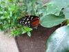 Filename=DSC00266.JPG
Filesize=323KiB
Dimensions=2048x1536
Date added=Jul 01, 2013 DSC00266.JPG
