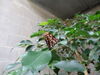 Filename=DSC00267.JPG
Filesize=301KiB
Dimensions=2048x1536
Date added=Jul 01, 2013 DSC00267.JPG