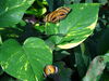Filename=DSC00278.JPG
Filesize=481KiB
Dimensions=2048x1536
Date added=Jul 01, 2013 DSC00278.JPG