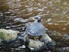 Filename=DSC00282.JPG
Filesize=588KiB
Dimensions=2048x1536
Date added=Jul 01, 2013 DSC00282.JPG