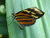 Filename=DSC00298.JPG
Filesize=236KiB
Dimensions=2048x1536
Date added=Jul 01, 2013 DSC00298.JPG